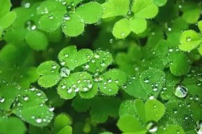 国产人人草,人人草，绿色健康生活新选择